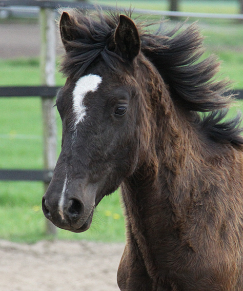 Welsh Cob Valando als jaarling 4